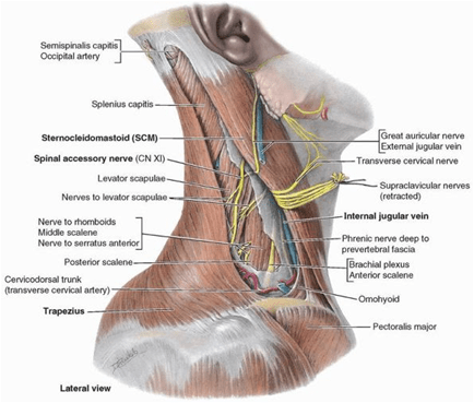 Golden Points- Junction of Clavicle and anterior border of Trapezius