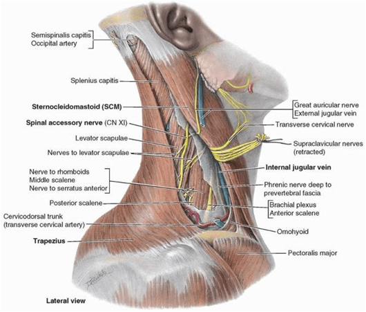 Head and Neck Dissection 14