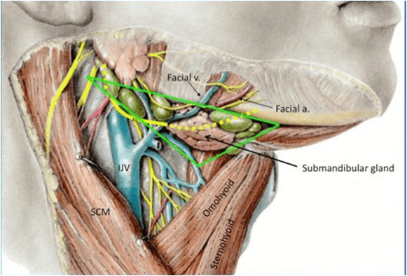 Head and Neck Dissection 17