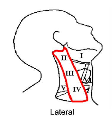 Head and Neck Dissection 31