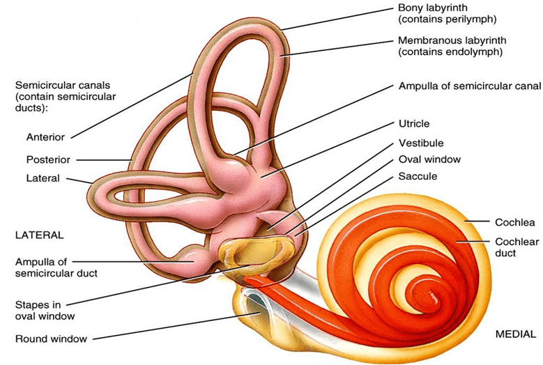 Anatomy of labyrinth